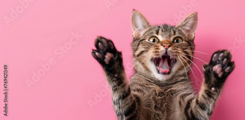 happy cat with its mouth open and its paws raised on a pink background with copyspace © Salander Studio