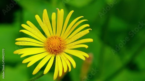 Inula in family Asteraceae photo