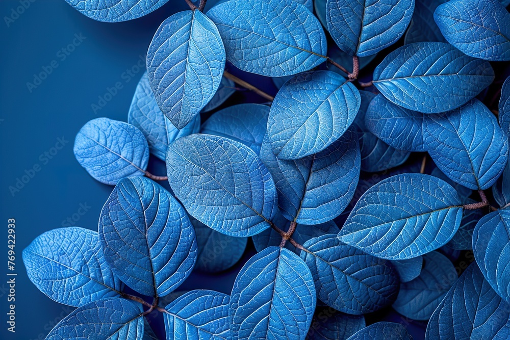 Collection of tropical leaves,foliage plant in blue color Collection of tropical leaves,foliage plant in blue color
