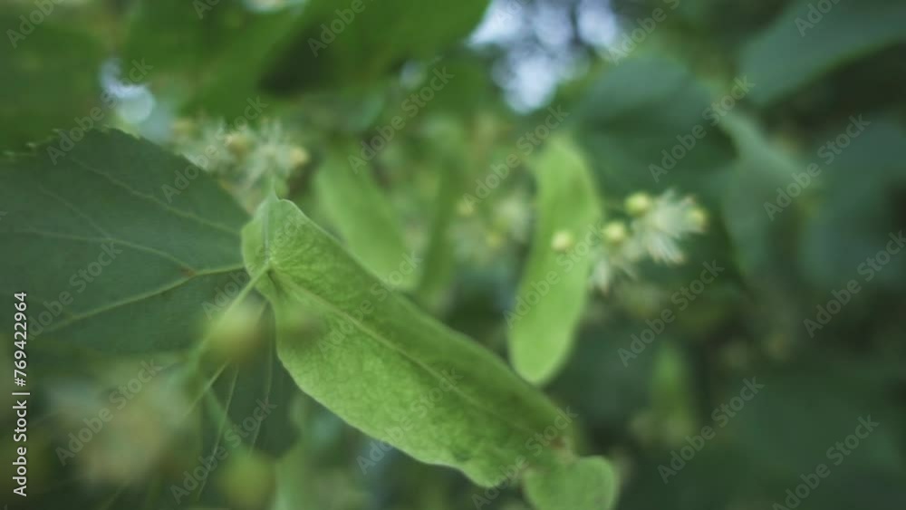 Tilia platyphyllos, large-leaved lime or large-leaved linden, is flowering plant in family Malvaceae (Tiliaceae). It is deciduous tree, native to much of Europe, growing on lime-rich soils. Tilia platyphyllos, large-leaved lime or large-leaved linden, is flowering plant in family Malvaceae (Tiliaceae). It is deciduous tree, native to much of Europe, growing on lime-rich soils.
