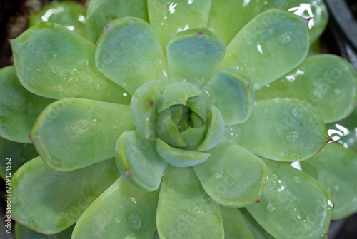 Close-up of Echeveria with water drops, small succulent plant with evergreen leaves, and blooming like a rosette in natural light. Ornamental plants for decorating in room decor. photo