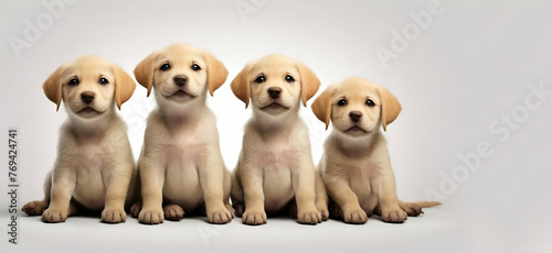 Portrait of puppies sitting on pet bed against white backgroundLittle cute puppies lined up in a row. Ai generative ai... 