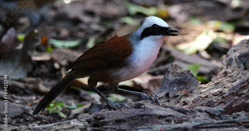 White-crested Laughingthrush Garrulax leucolophus feeding then flies away to the left and a Lesser Necklaced Laughingthrush Garrulax monileger arrives to also join the party, Thailand photo