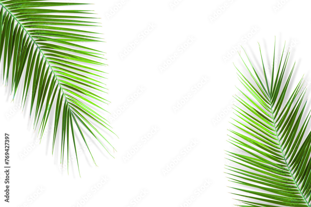 Obraz premium Natural green palm leaf isolated on white background. Tropical coconut palm branches with shadow. Evergreen plant foliage, clip art for summer design elements, cut out, PNG