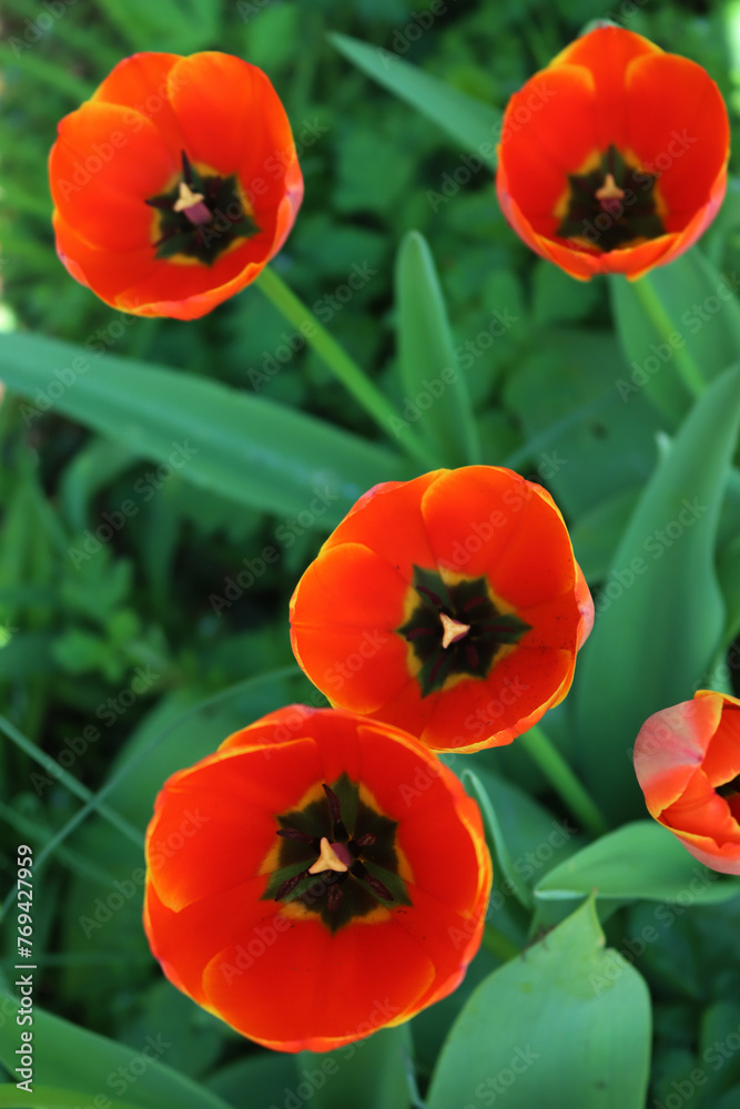 Top view of bright red Tulip flowers in bloom in the garden on springtime. Tulipa plants in the flowerbed