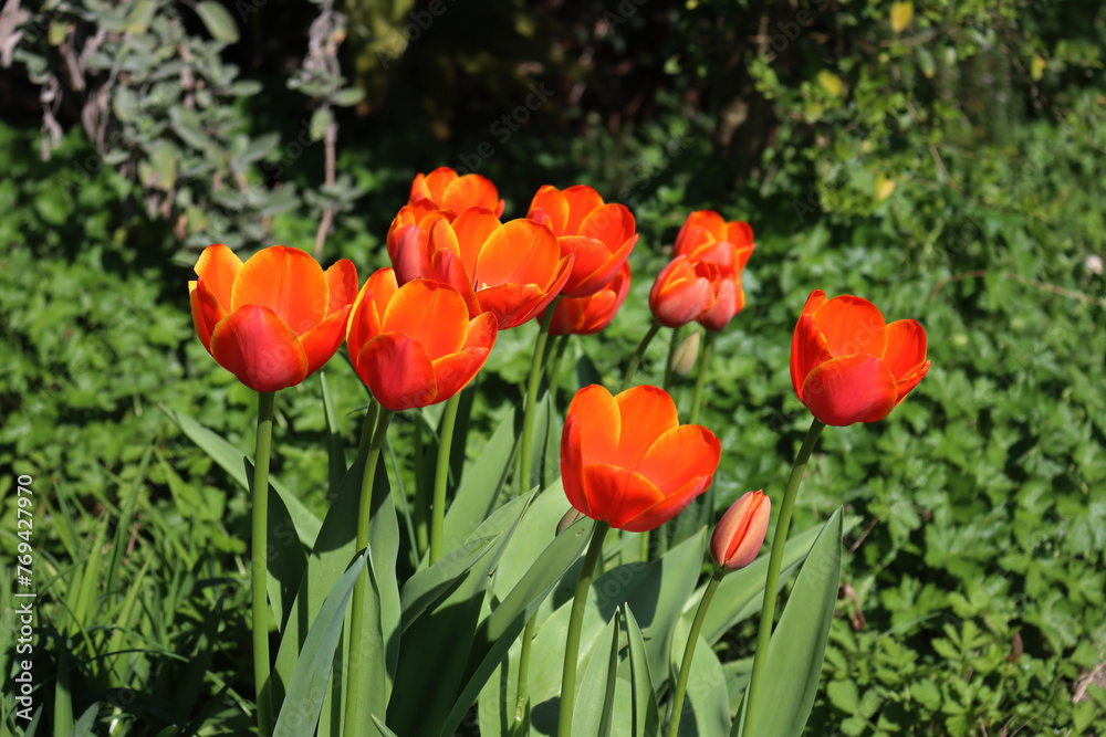 Bright red Tulip flowers in bloom in the garden on springtime. Tulipa plants in the flowerbed Bright red Tulip flowers in bloom in the garden on springtime. Tulipa plants in the flowerbed