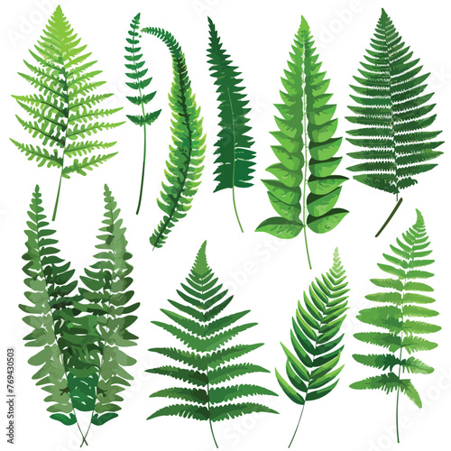 Fern Leaves Clipart clipart isolated on white background
