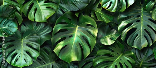 Tropical Monstera Leaves Seamless Pattern