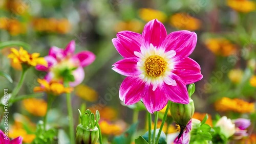 Sphingidae flies over flower. Dahlia tenuicaulis is species in genus Dahlia, family Asteraceae, with common name garden dahlia. It is type species of genus and is widely cultivated. photo