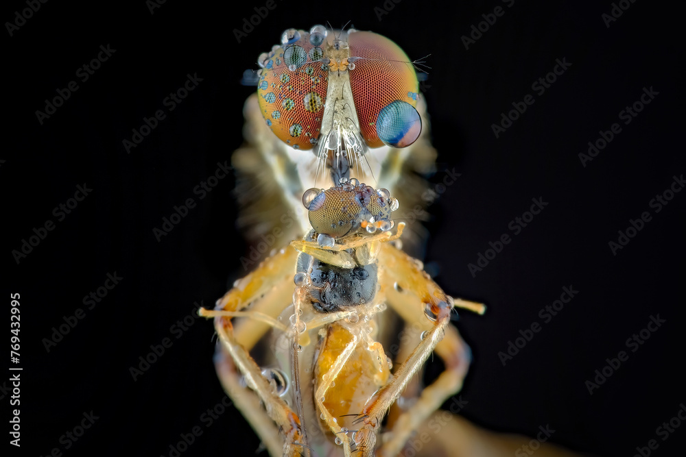 © Cavan Images - close up robber fly with prey © Cavan Images - close up robber fly with prey