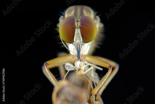 close up robber fly with prey photo
