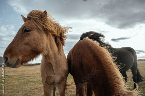 The Icelandic horses on landscapes photo