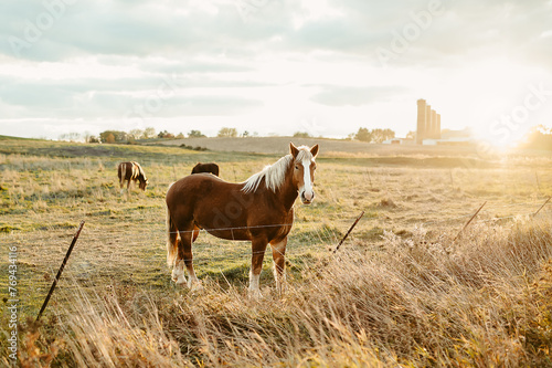 Tan amish horse in a field at golden hour in rural Wisconsin
