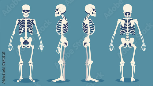 Skeleton human body bones medical flat cartoon vact