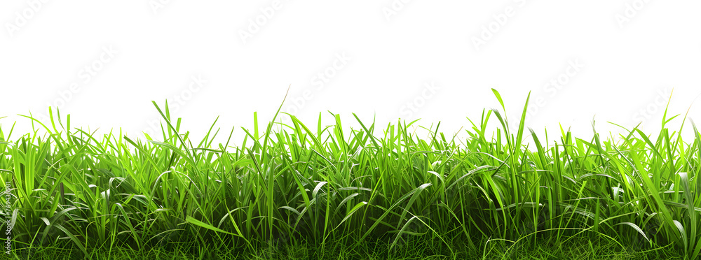 Green grass field isolated on white background Green grass field isolated on white background