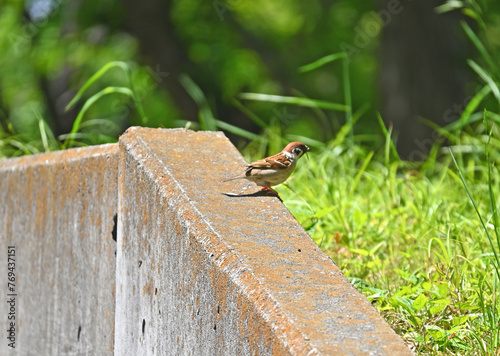 ひなたぼっこするスズメ photo