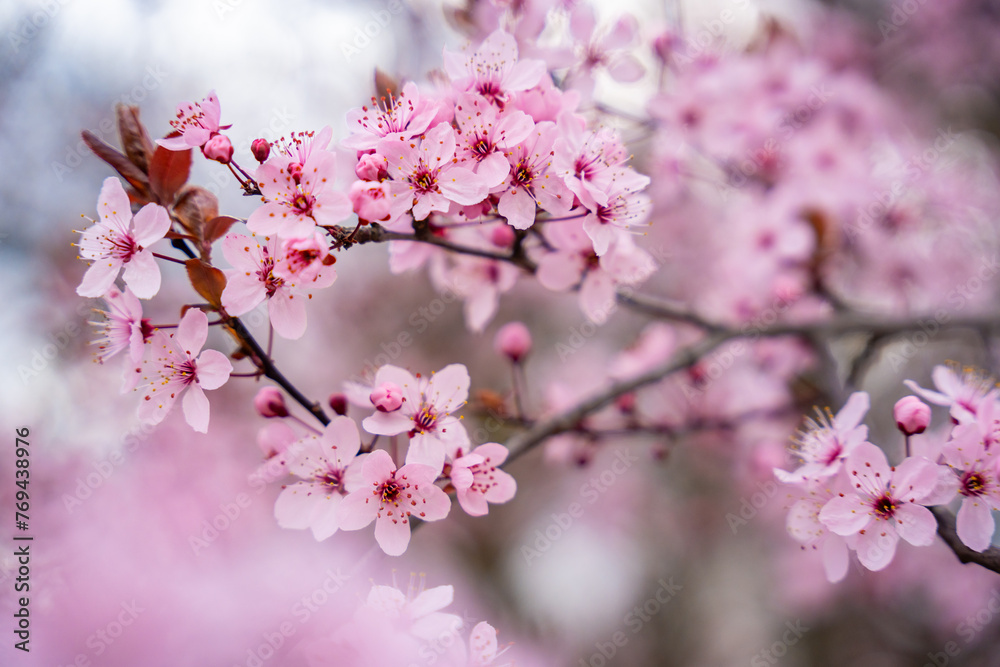 Beautiful spring background with pink flowers of cherry tree in spring time in Prague park Beautiful spring background with pink flowers of cherry tree in spring time in Prague park