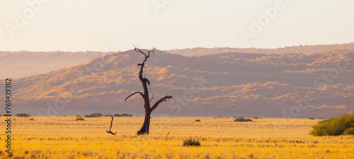 A dead tree stands in a vast field with majestic mountains in the background, creating a stark yet striking landscape. Namib Desert, Namibia