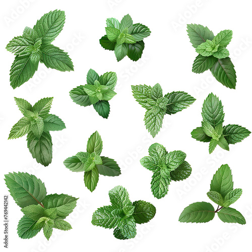 Collection of fresh mint leaves isolated on a Transparent Background. Generative AI