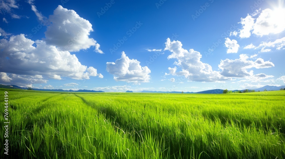 A field of green grass with a blue sky in the background