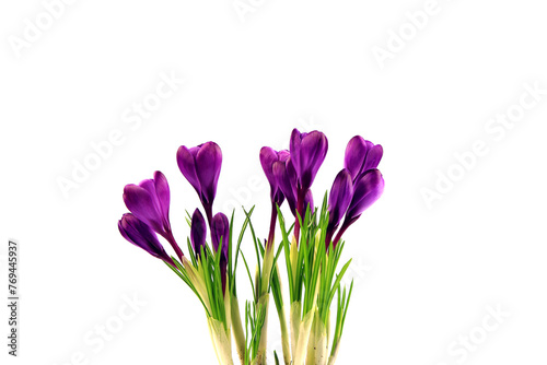 Fototapeta Naklejka Na Ścianę i Meble -  Crocus flowers in a pot with soil. On a white isolated background. Spring flower, purple, flower garden. Rose. Geocinth. irises.birthday. Valentine's Day. March 8. Holiday concept. Place for text