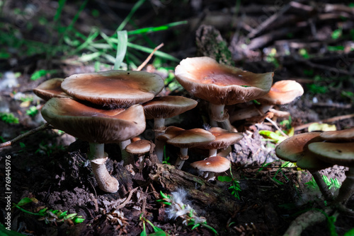 a group of russula mushrooms in the forest