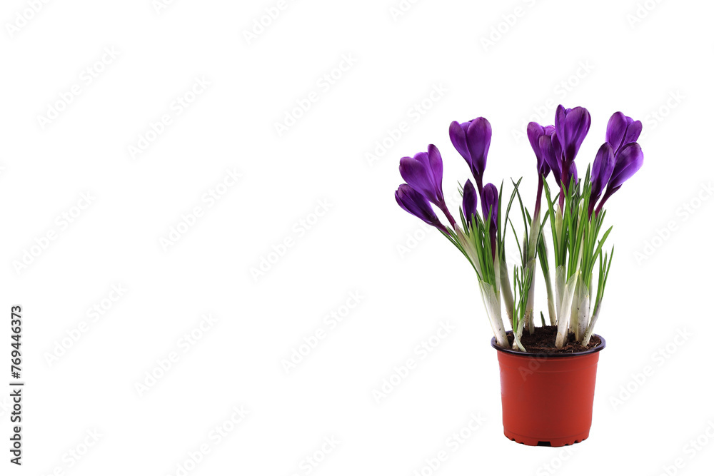 Crocus flowers in a pot with soil. On a white isolated background. Spring flower, purple, flower garden. Rose. Geocinth. irises.birthday. Valentine's Day. March 8. Holiday concept. Place for text