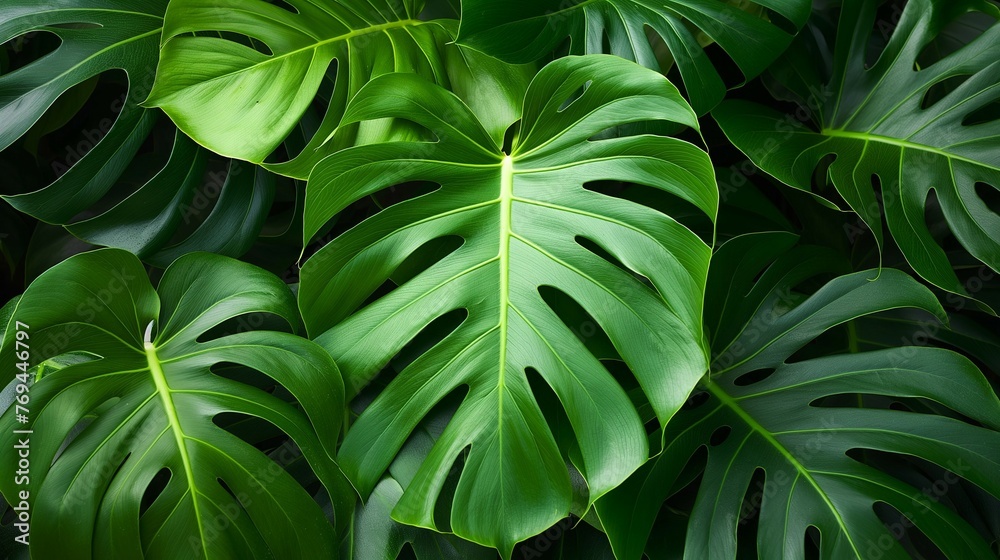 Fototapeta premium Monstera Leaves Wallpaper Background
