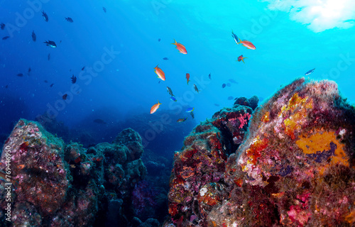 Underwater coral reef in sea