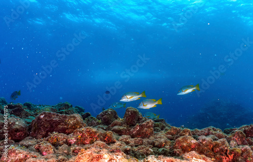 Underwater coral reef with fish