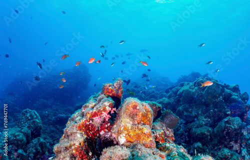 Fototapeta Naklejka Na Ścianę i Meble -  Underwater coral reef in sea