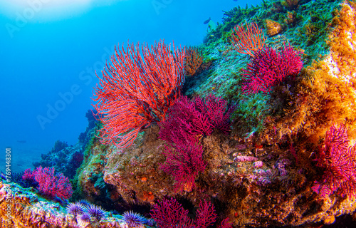 Underwater coral reef in the sea