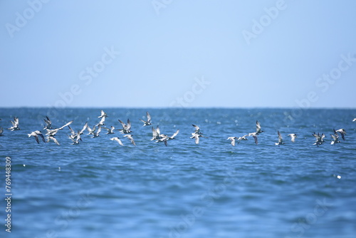 Quadro em tela Bird in flight - Black-naped Tern Juvenile (Sterna sumatrana) on Gulf of Thailan