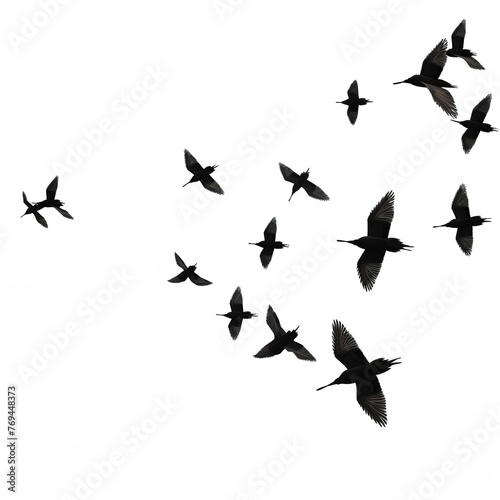 flock of birds © Faisal