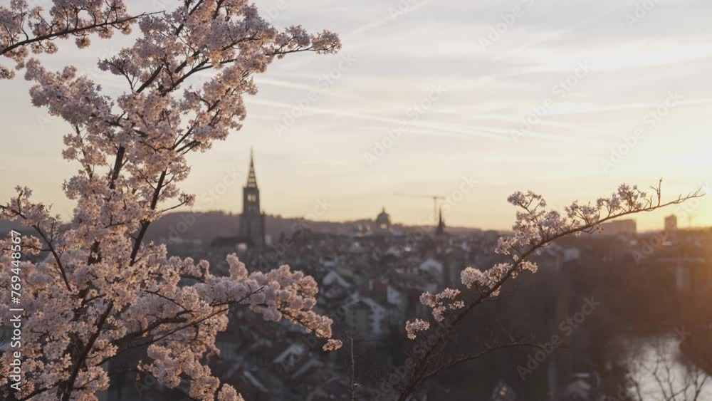 Bern Rosengarten mit blühendem Kirschbaum, Fokus auf Kirschbaum, Sicht auf Altstadt Bern Rosengarten mit blühendem Kirschbaum, Fokus auf Kirschbaum, Sicht auf Altstadt