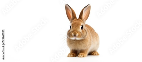 A domestic rabbit with fawn fur, long ears, whiskers, and soft fur is standing on a white background, gazing at the camera with its adorable eyelashes © pngking