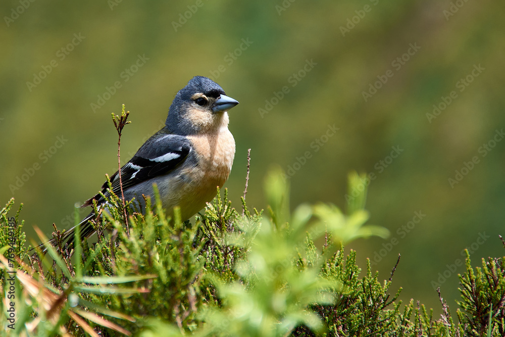 Obraz premium Endemic common chaffinch (Fringilla coelebs maderensis) Sao Miguel, Azores Islands, Portugal