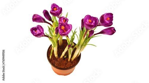 Crocus flowers in a pot with soil. On a white isolated background. Spring flower  purple  flower garden. Rose. Geocinth. irises.birthday. Valentine s Day. March 8. Holiday concept. Place for text