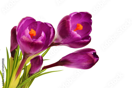 Crocus flowers in a pot with soil. On a white isolated background. Spring flower, purple, flower garden. Rose. Geocinth. irises.birthday. Valentine's Day. March 8. Holiday concept. Place for text photo