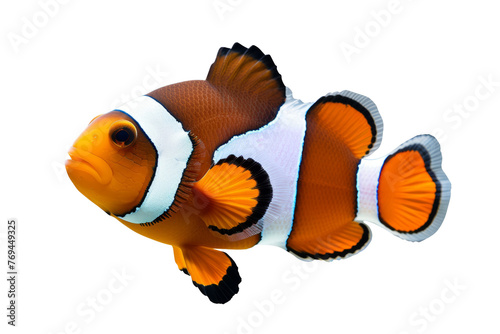 Orange clown fish (Amphiprion percula) in aquarium swiming in sea anemones. swiming clown fish isolated on white