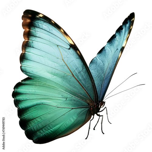 blue butterflies isolated on white background