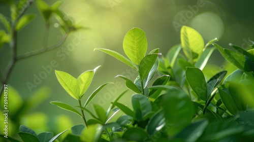 Beautiful and young fresh green plant, aesthetic composition, calm atmosphere, yoga, massage, meditation
