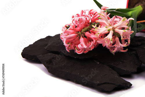 Hyacinth flowers in a pot with soil. On a white isolated background. Spring flower, purple, flower garden. Rose. Geocinth. irises.birthday. Valentine's Day. March 8. Holiday concept. Place for text photo