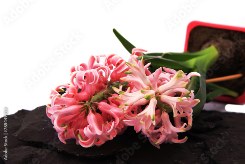 Hyacinth flowers in a pot with soil. On a white isolated background. Spring flower, purple, flower garden. Rose. Geocinth. irises.birthday. Valentine's Day. March 8. Holiday concept. Place for text photo