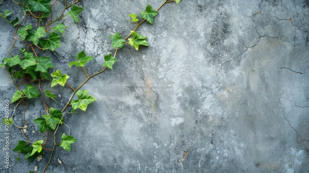 Beautiful and young fresh green plant on the concrete wall, aesthetic composition, calm atmosphere, yoga, massage, meditation Beautiful and young fresh green plant on the concrete wall, aesthetic composition, calm atmosphere, yoga, massage, meditation