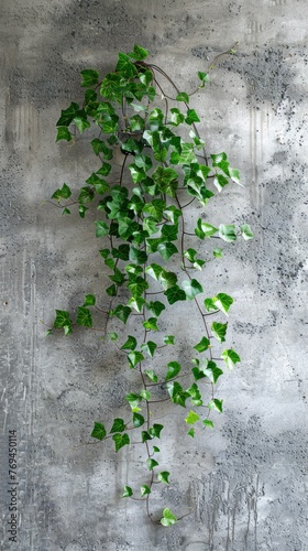 Beautiful and young fresh green plant on the concrete wall, aesthetic composition, calm atmosphere, yoga, massage, meditation