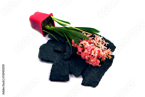 Hyacinth flowers in a pot with soil. On a white isolated background. Spring flower, purple, flower garden. Rose. Geocinth. irises.birthday. Valentine's Day. March 8. Holiday concept. Place for text photo