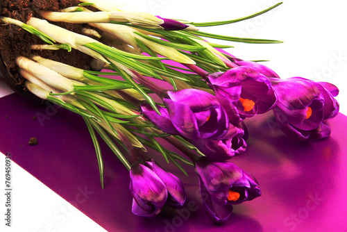 Crocus flowers in a pot with soil. On a white isolated background. Spring flower, purple, flower garden. Rose. Geocinth. irises.birthday. Valentine's Day. March 8. Holiday concept. Place for text photo