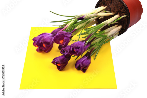 Crocus flowers in a pot with soil. On a white isolated background. Spring flower, purple, flower garden. Rose. Geocinth. irises.birthday. Valentine's Day. March 8. Holiday concept. Place for text photo