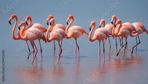 Flamingos Creating Ripples As They Walk In Shallow
